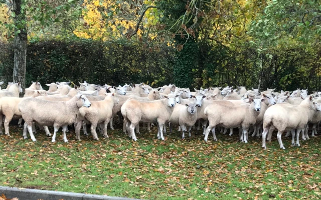 Sheep in school