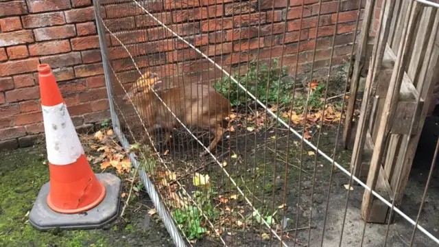 Muntjac rescue