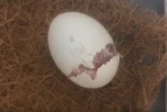 The moment the egg hatched