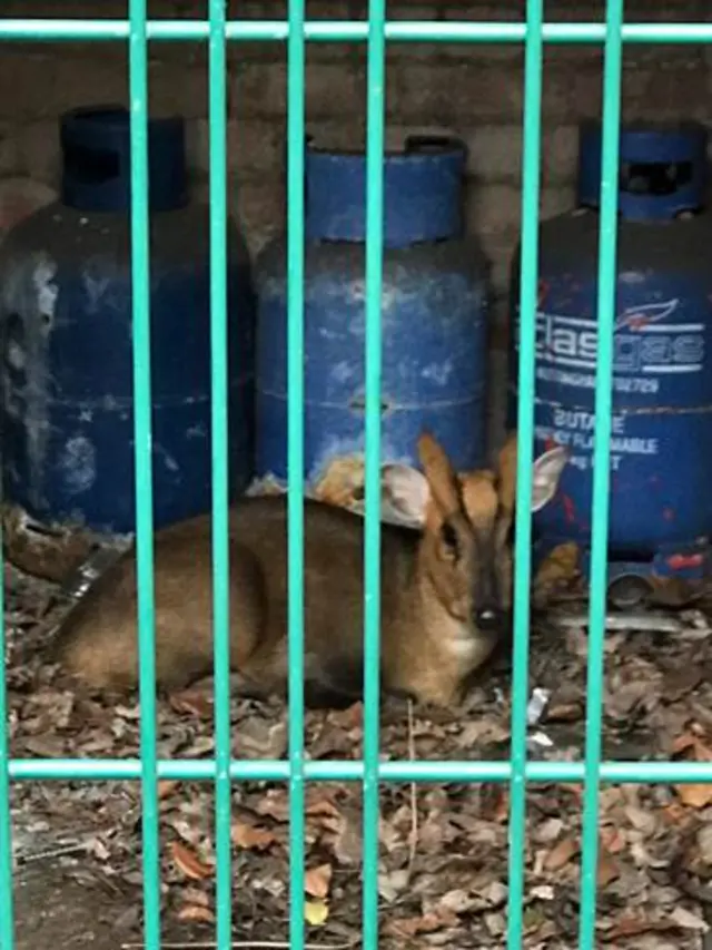 Rescued muntjac