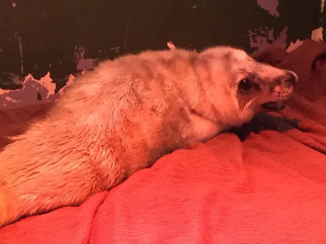 Andrew the grey seal pup