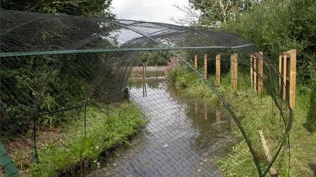 Nets over pipes where ducks would be lured