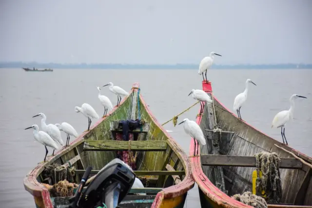 Birds on a boat near Migingo Island on Lake Victoria