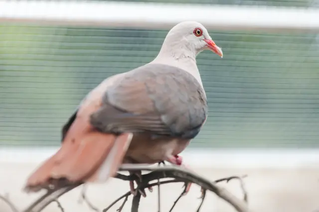 Pink pigeon