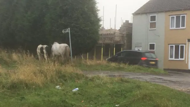 The horses next to the road