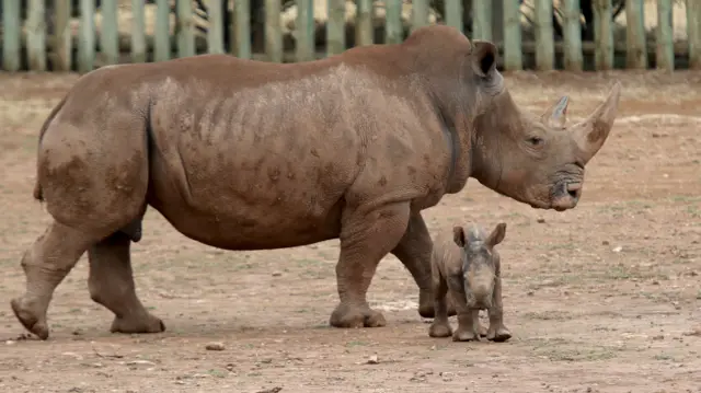 Rhino and calf
