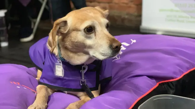 ellie the pet therapy dog