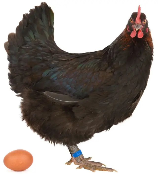 Black chicken laying an egg