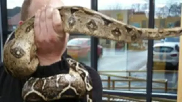 boston boa constrictor