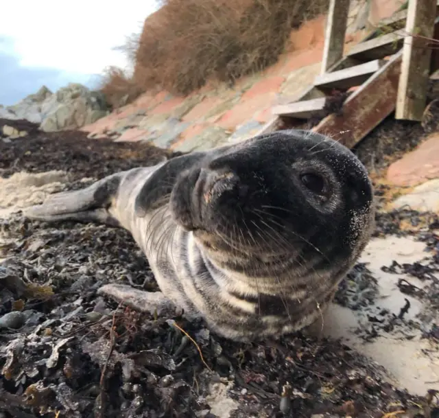 Seal pup