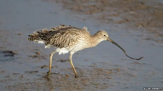 Curlew