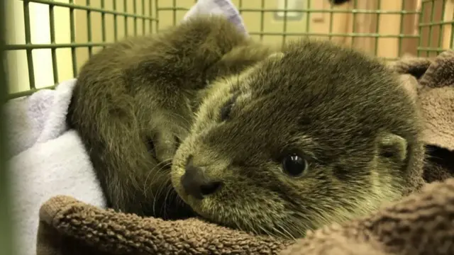 Otter