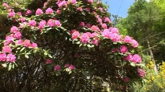 Rhododendrons are a non-native shrub that can grow taller than 25ft (8m) if not controlled