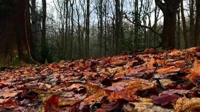 Bromyard leaves