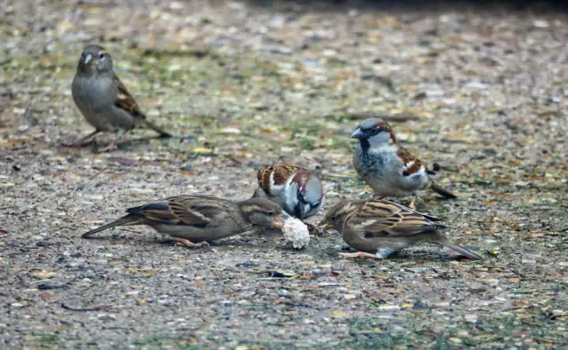 Birds sharing snack