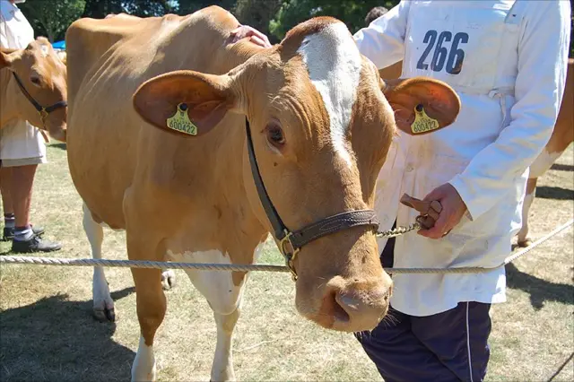 Guernsey cow
