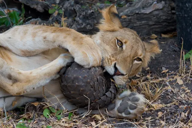 A lion attacks the Pangolin in the Selous Game Reserve in September 2009 in Tanzania
