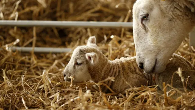 Lamb and mother