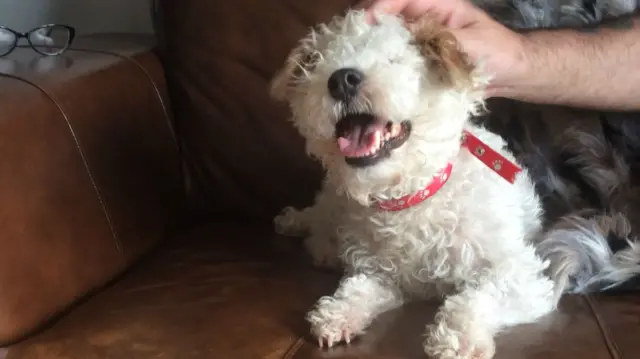 Blind dog
