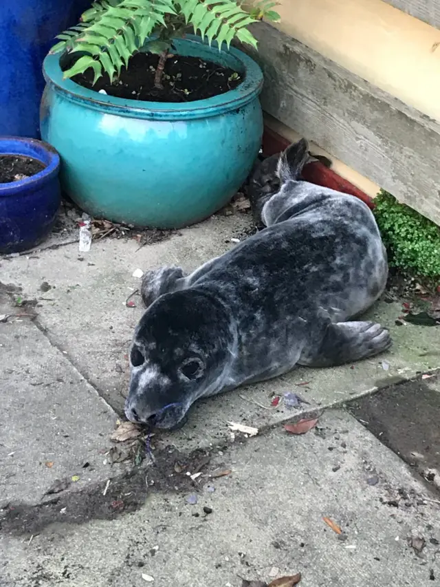 Seal pup