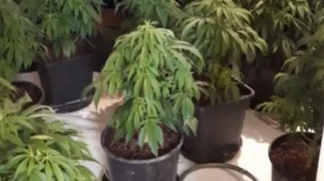 Canabis plants