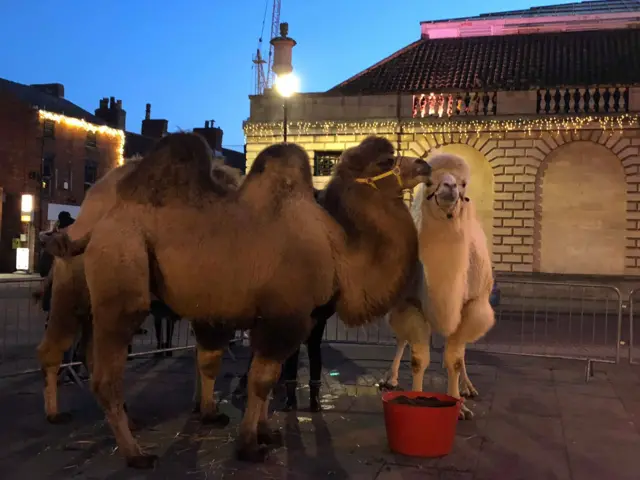 Camels