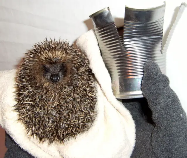 Hedgehog and tin can