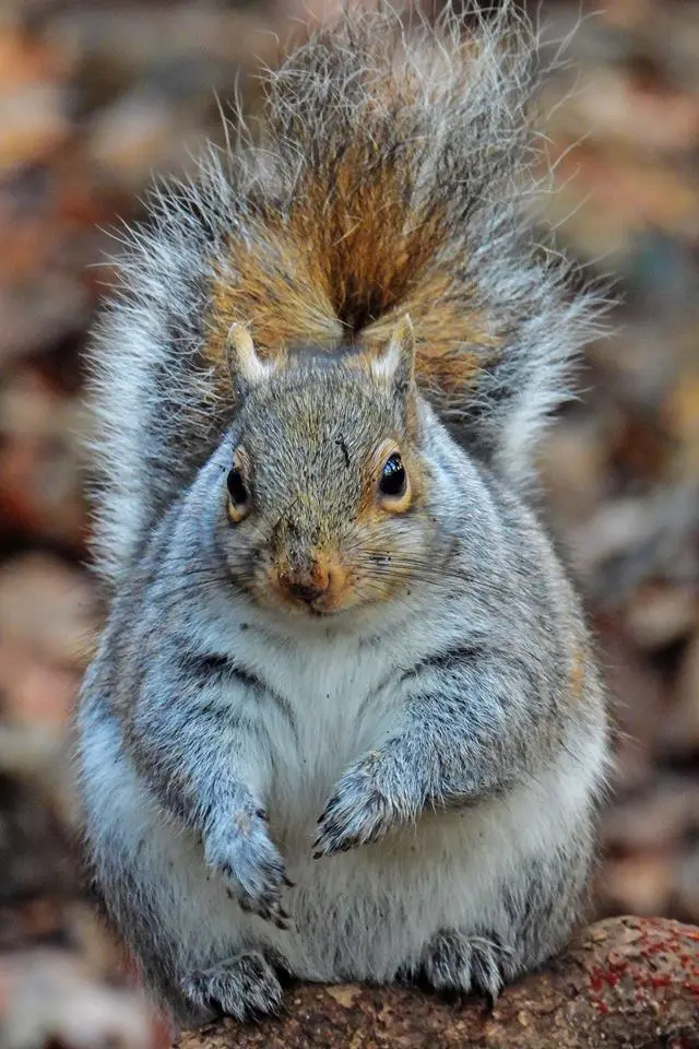 Pudgy squirrel