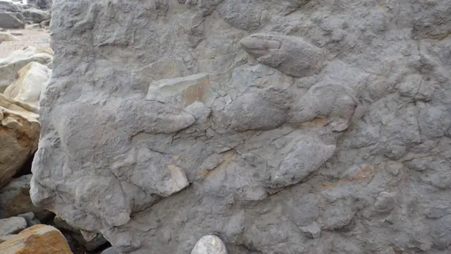 Dinosaur footprints near Hastings