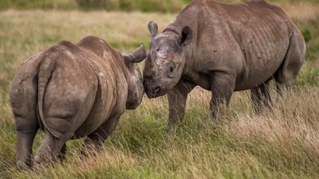 Two rhinos at Yorkshire Wildlife Park