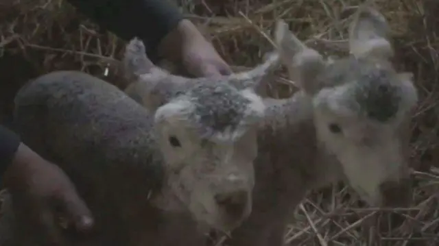 Lambs