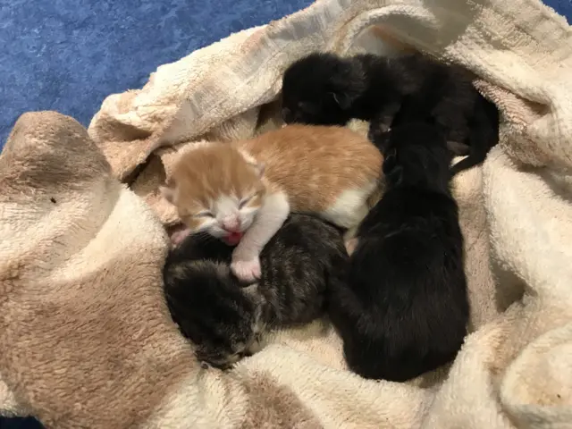 The dumped kittens