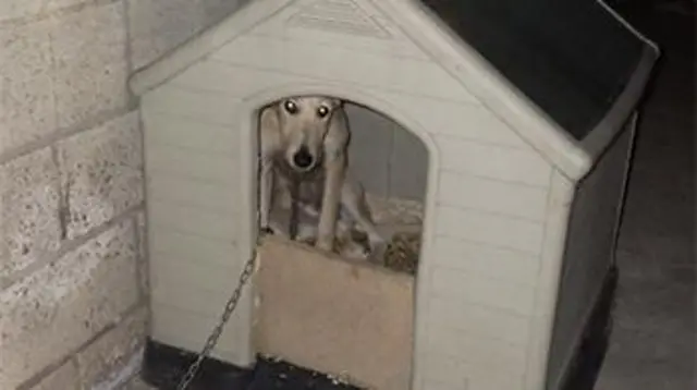 Dog in kennel