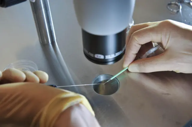 Embryos being placed onto a CryoLeaf ready for instant freezing during the vitrification process