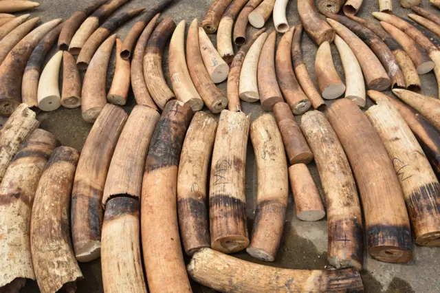 Seized ivory in Abidjan, Ivory Coast