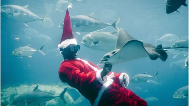 An underwater diver dressed as Father Christmas swims with fish in an aquarium