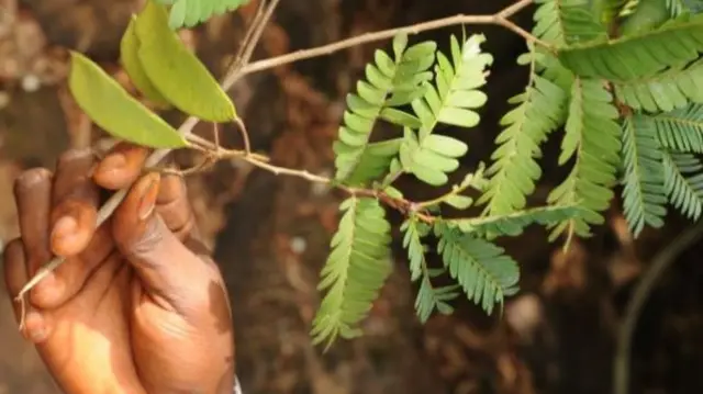 A rainforest tree from Guinea