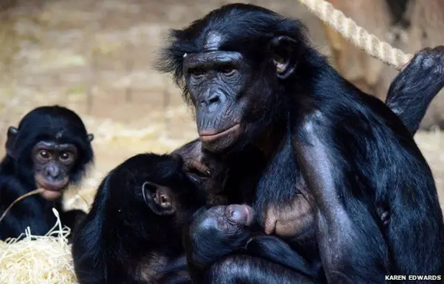 Bonobos at Twycross Zoo