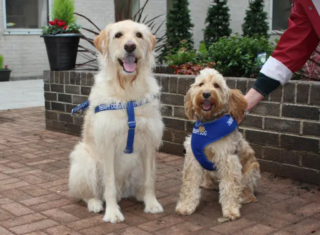 Therapy dogs Harvey and Hovis. Pic: Therapy dogs Harvey and Hovis