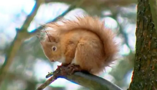 Red squirrel