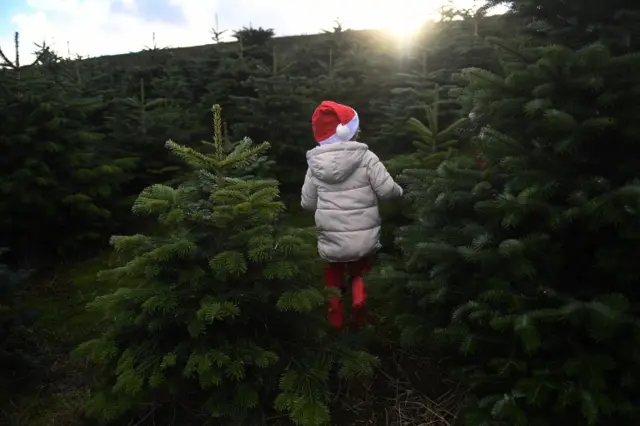 Child runs through a forest of Christmas trees