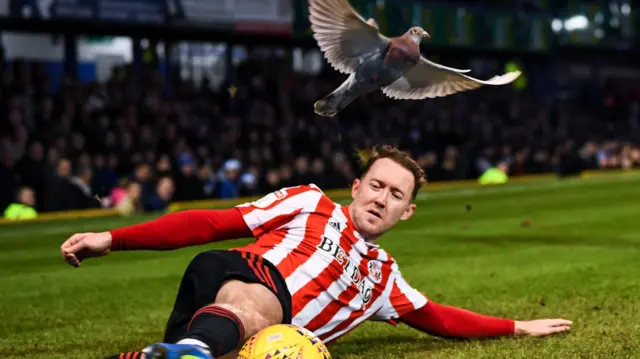 Aiden McGeady and a pigeon