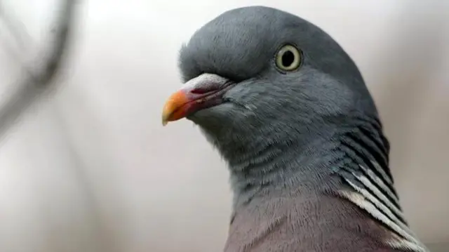 Pigeon