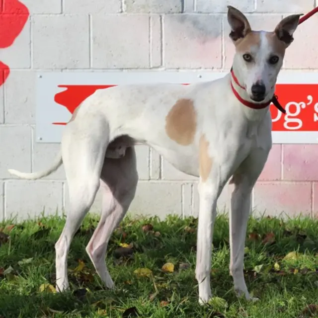 Hudson the lurcher