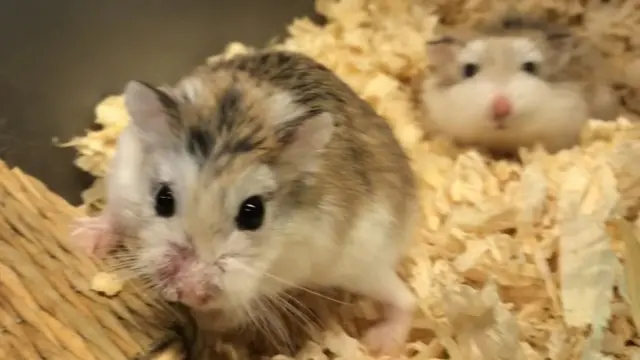 hurled hamsters