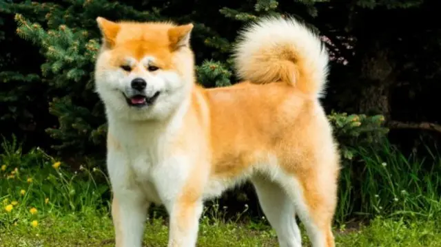 An Akita dog.