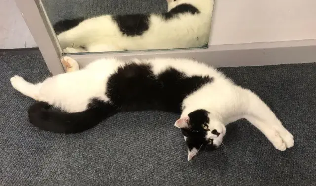 Oscar the Holmfirth police station cat.