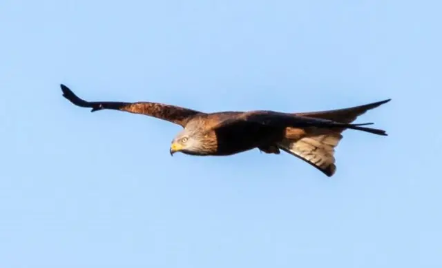 Red kite