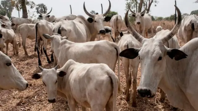 Cattle in northern Nigeria