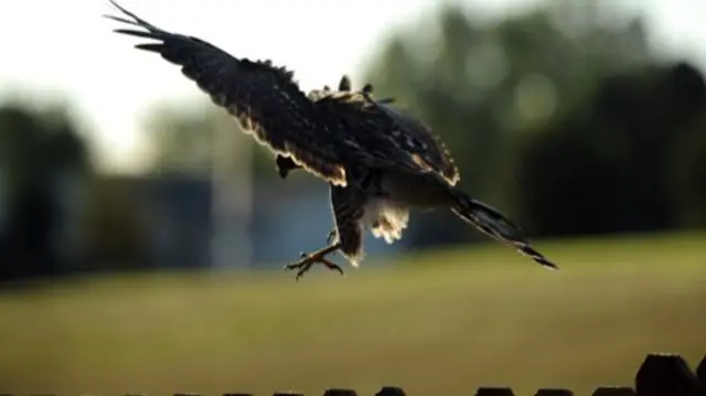 A hawk eyeing some chickens